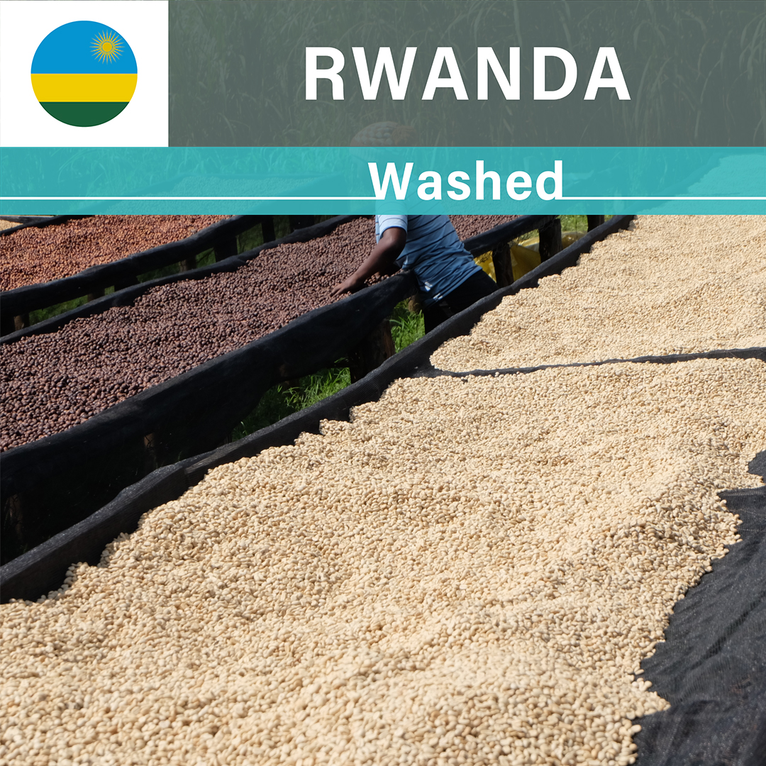 Rwanda Rugali A1 TOP Washed(24/25年クロップ)