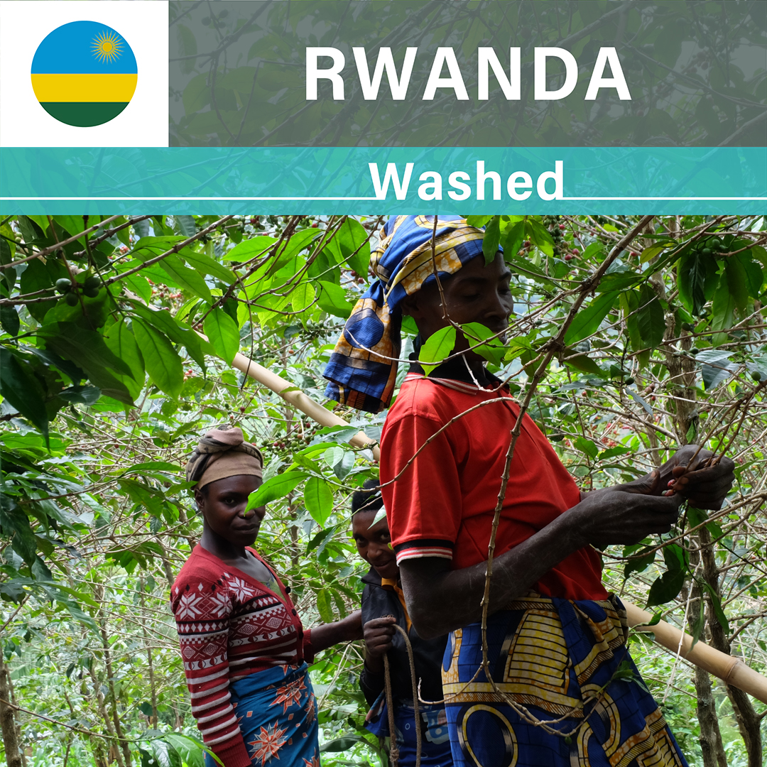 Rwanda Shyira Farmer Group A1 TOP Washed(24/25年クロップ)