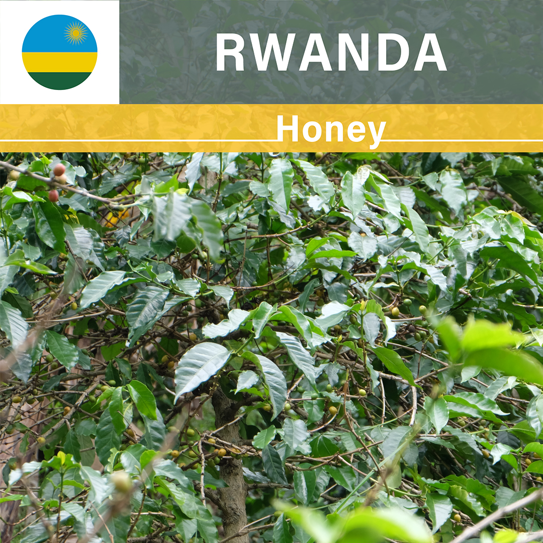 Rwanda Gito Honey(24/25年クロップ)