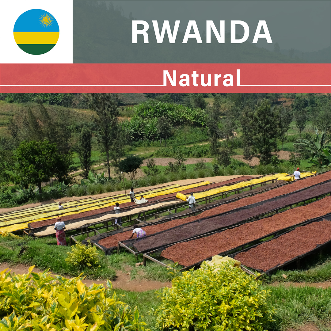 Rwanda Kilimbi Natural(24/25年クロップ)