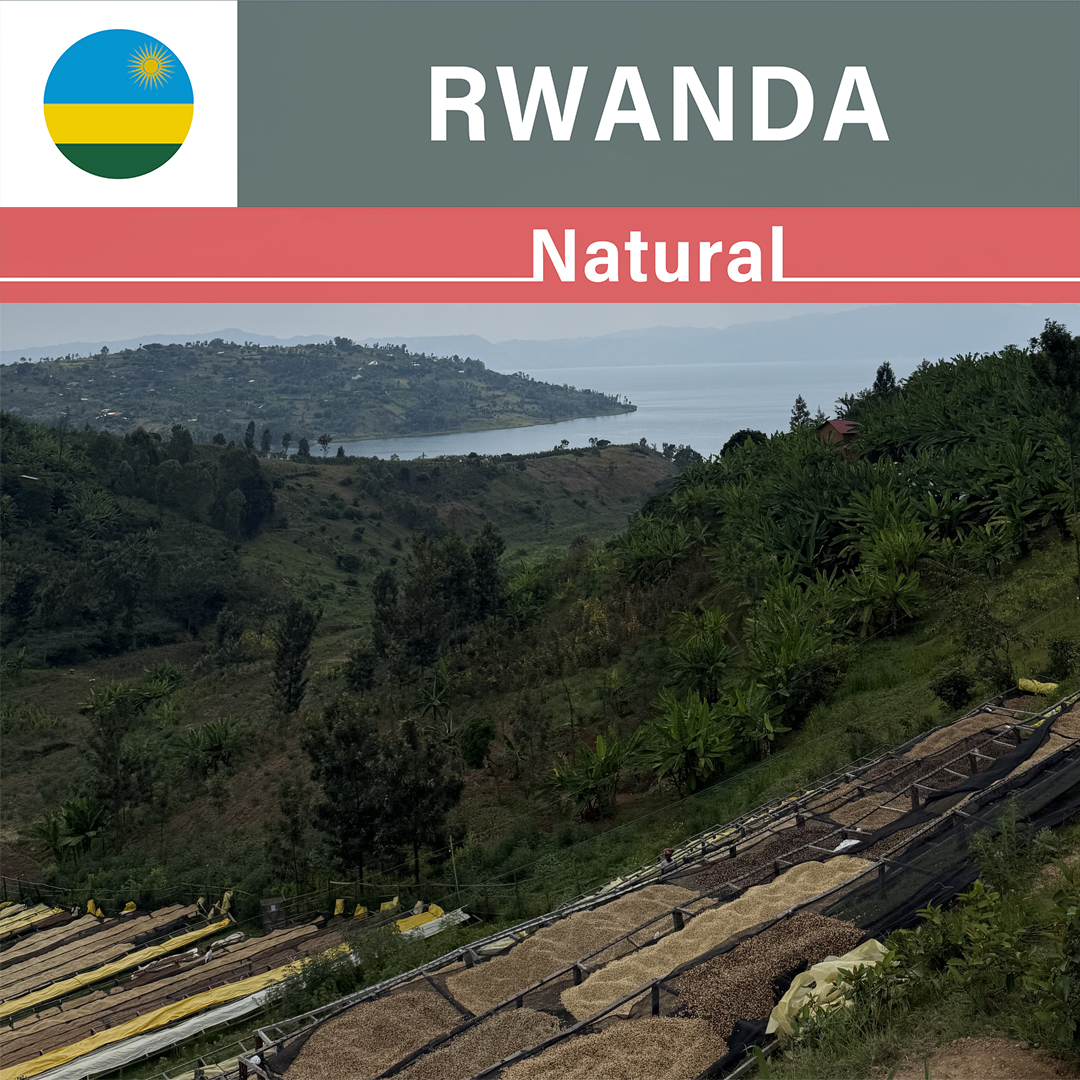 Rwanda Gisheke Natural(24/25年クロップ)