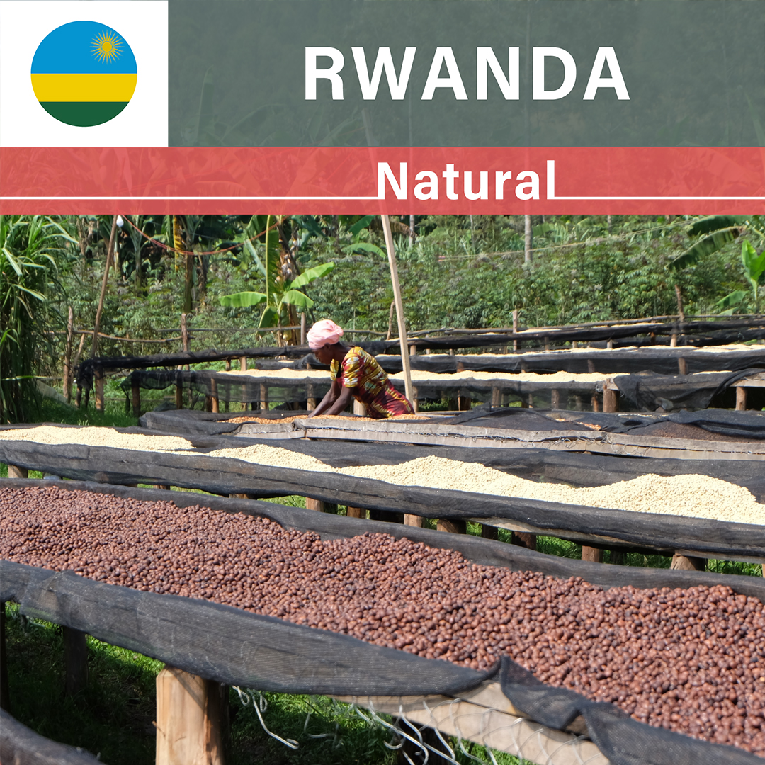 Rwanda Gito Natural(24/25年クロップ)
