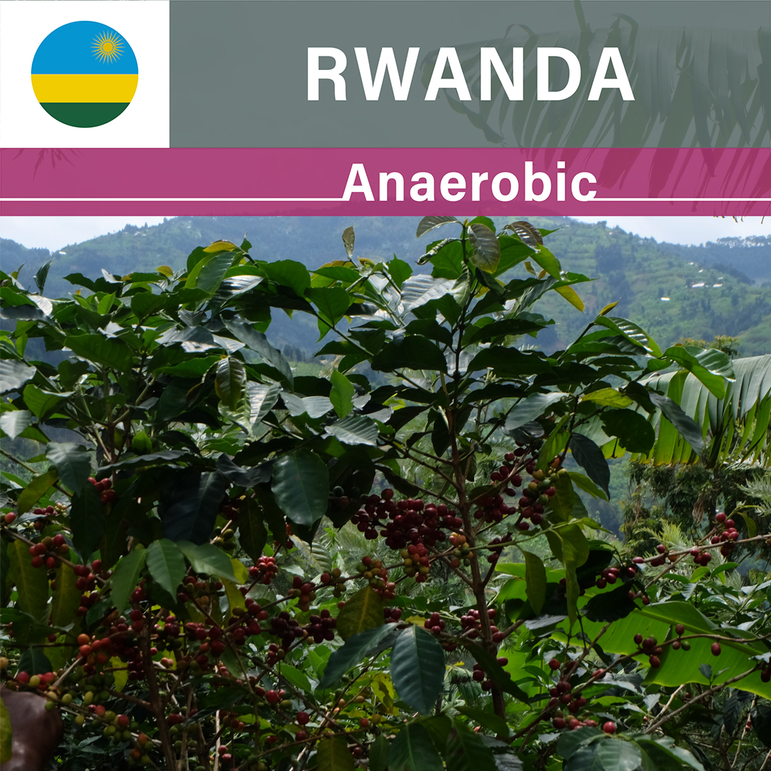 Rwanda Rugali Anaerobic Natural(24/25年クロップ)