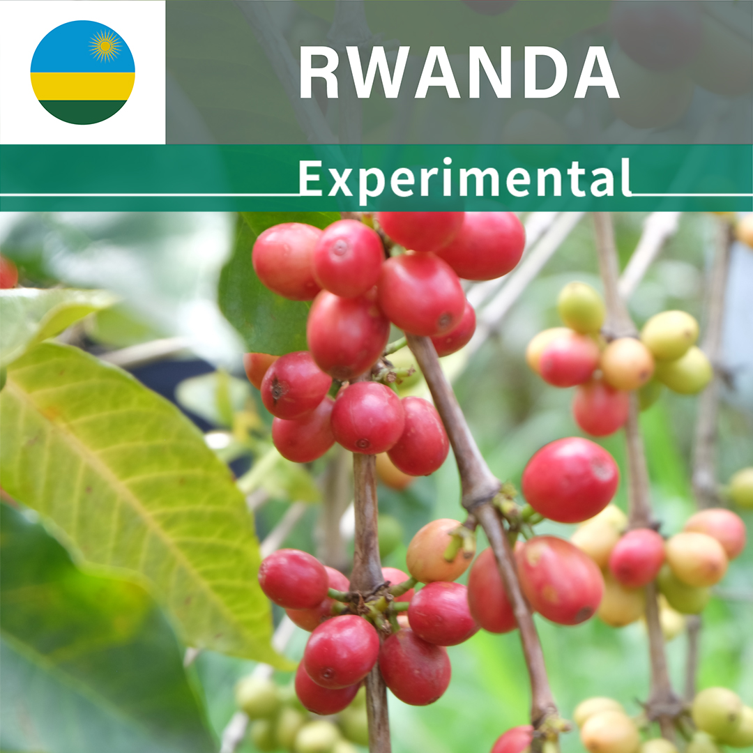 Rwanda Shyira Pineapple Maceration(24/25年クロップ)