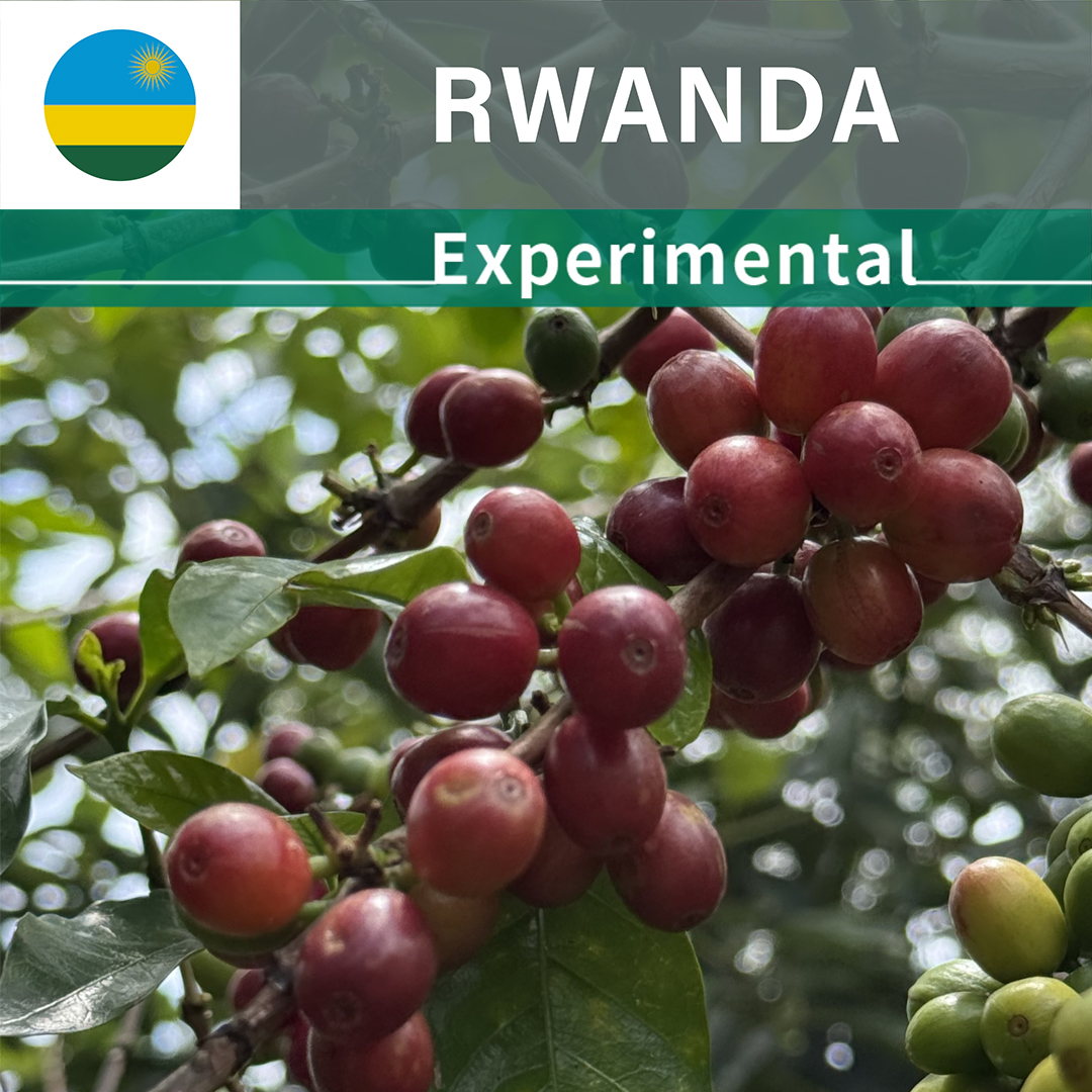 Rwanda Rugali Rolex Natural(24/25年クロップ)
