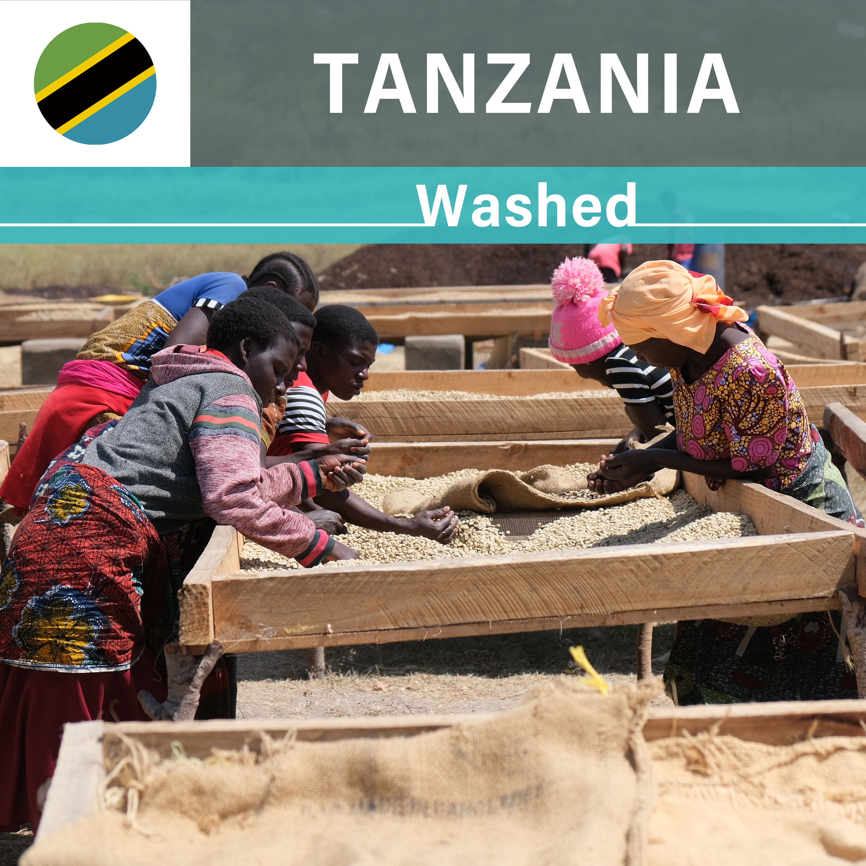 Tanzania  Igale Washed(22/23年クロップ)