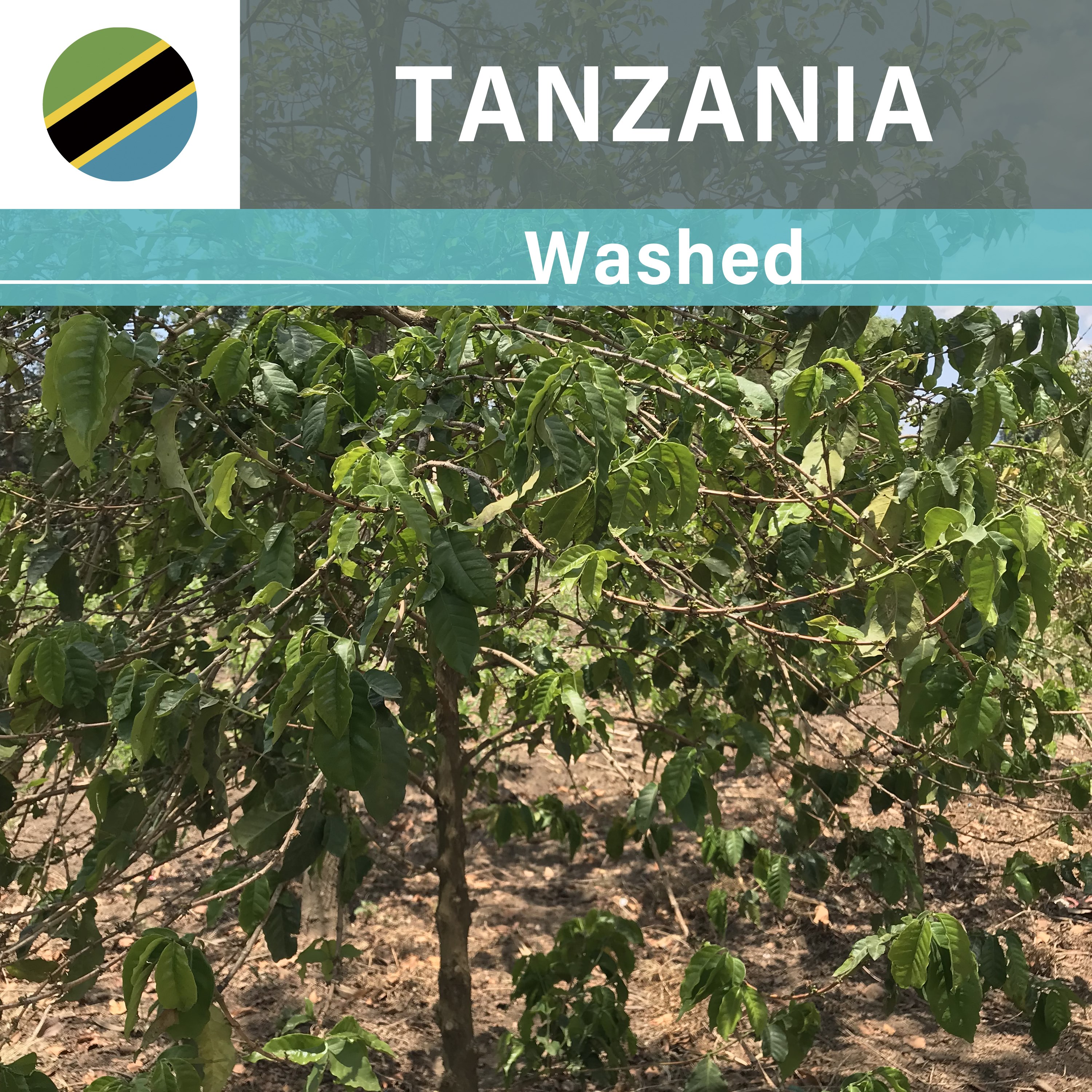 Tanzania  Iyula AB Washed(22/23年クロップ)