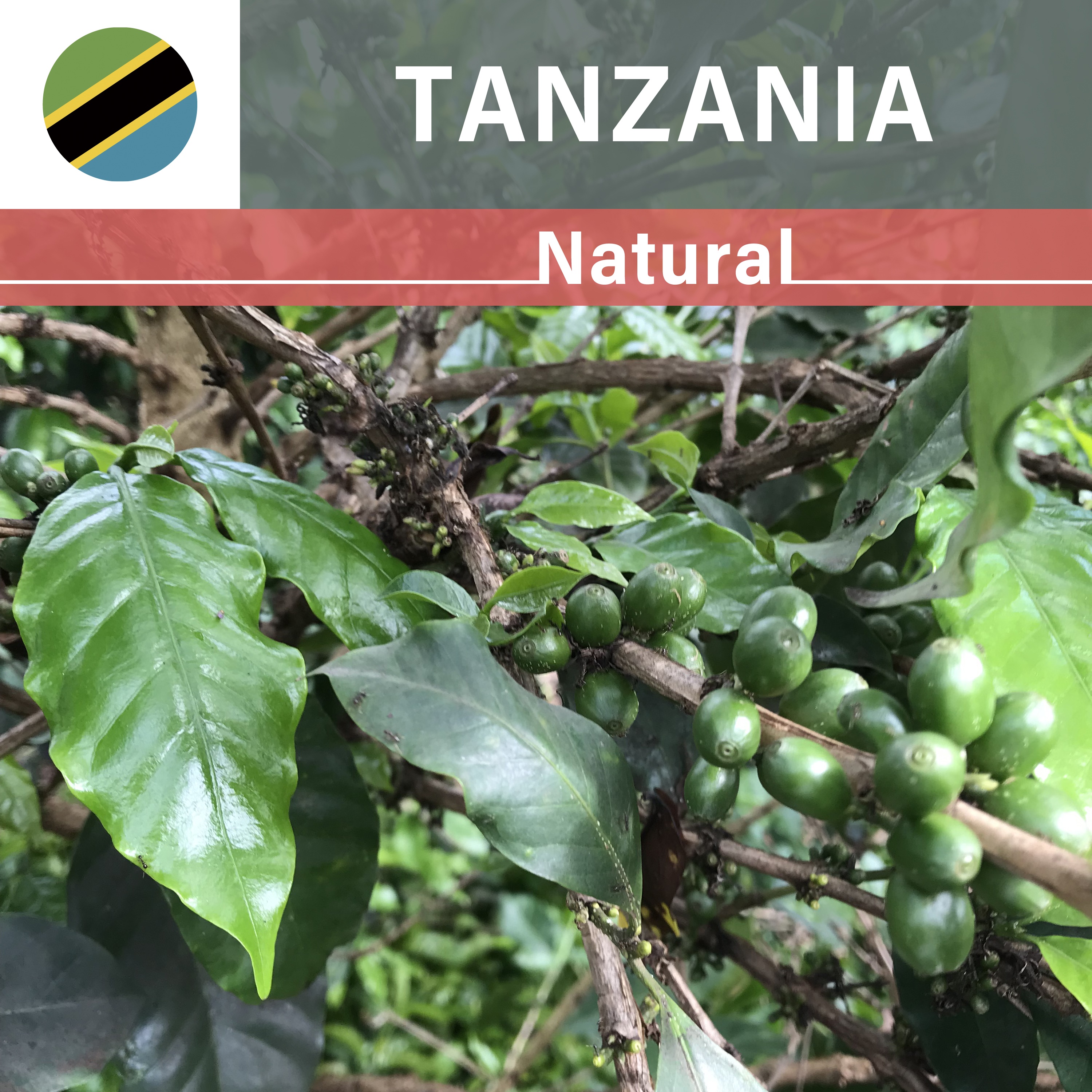 Tanzania  Mahenje  Natural(22/23年クロップ)