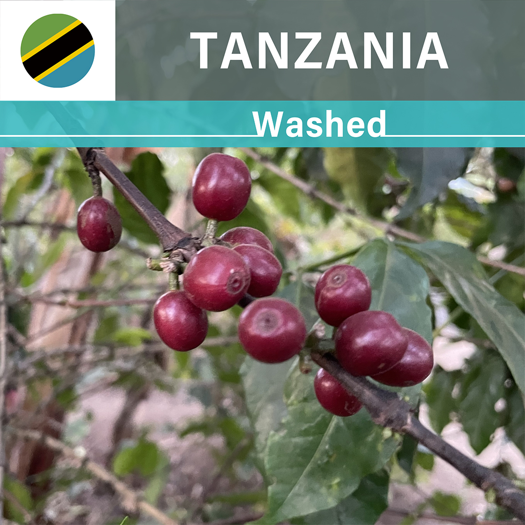 Tanzania Azania Tamu Washed(23/24年クロップ)