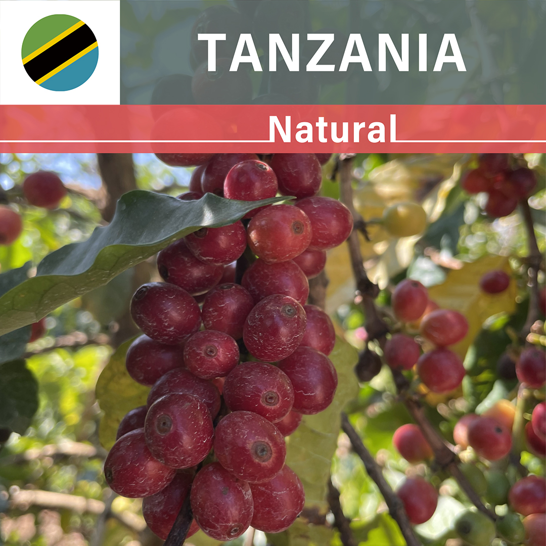 Tanzania Iloma Natural(23/24年クロップ)