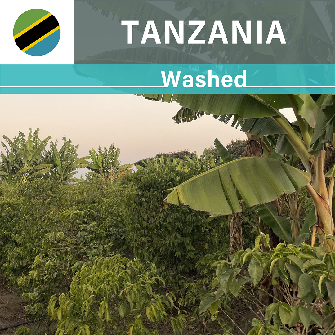 Tanzania Itumpi Washed(23/24年クロップ)