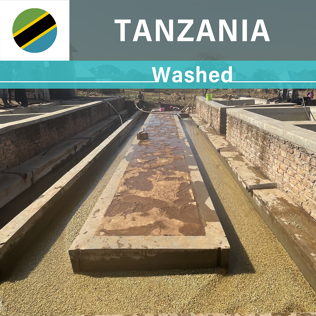 Tanzania Iyula AB Washed(23/24年クロップ)