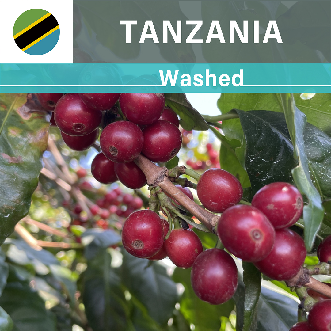 Tanzania Nsonga AA Washed(23/24年クロップ)