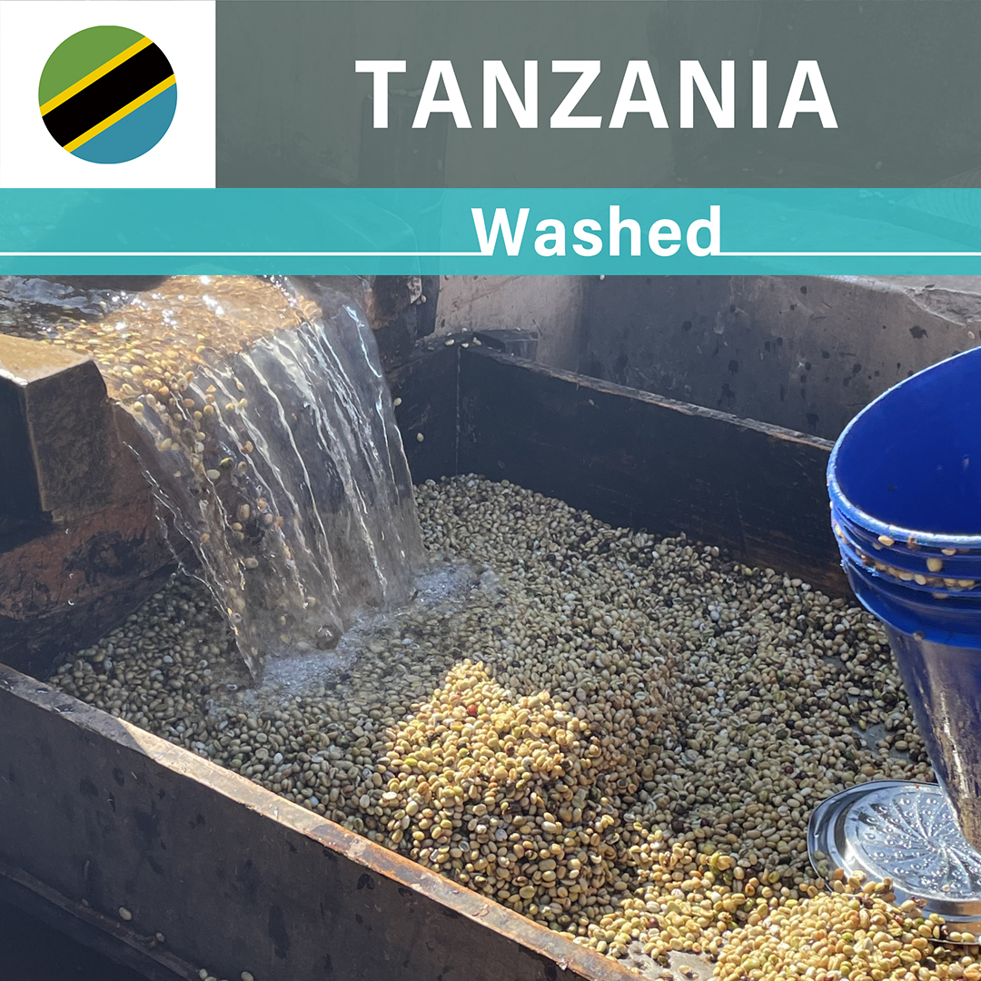 Tanzania Iyula AA Washed(23/24年クロップ)