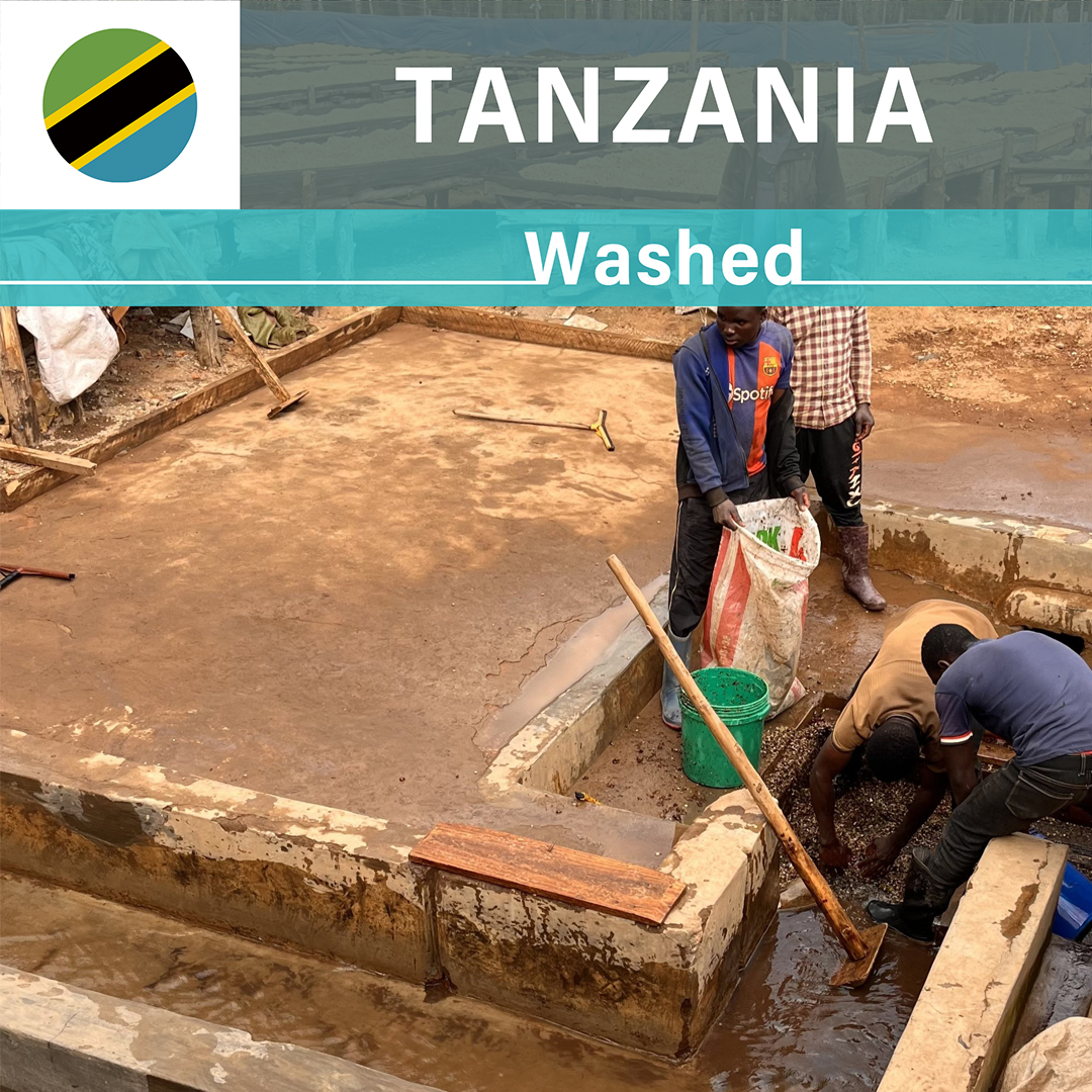 Tanzania Iloma Washed(25/26年クロップ)