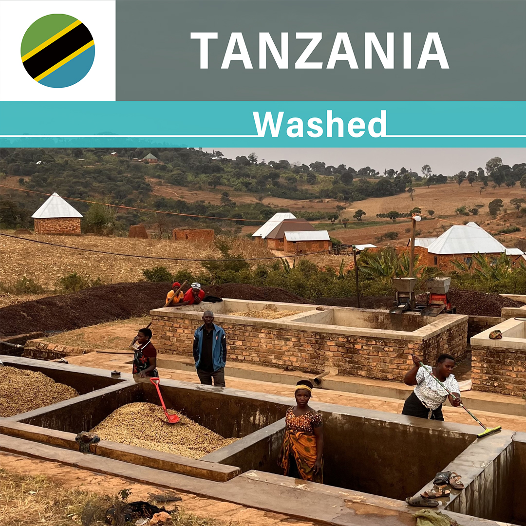 Tanzania Iyula Washed(25/26年クロップ)