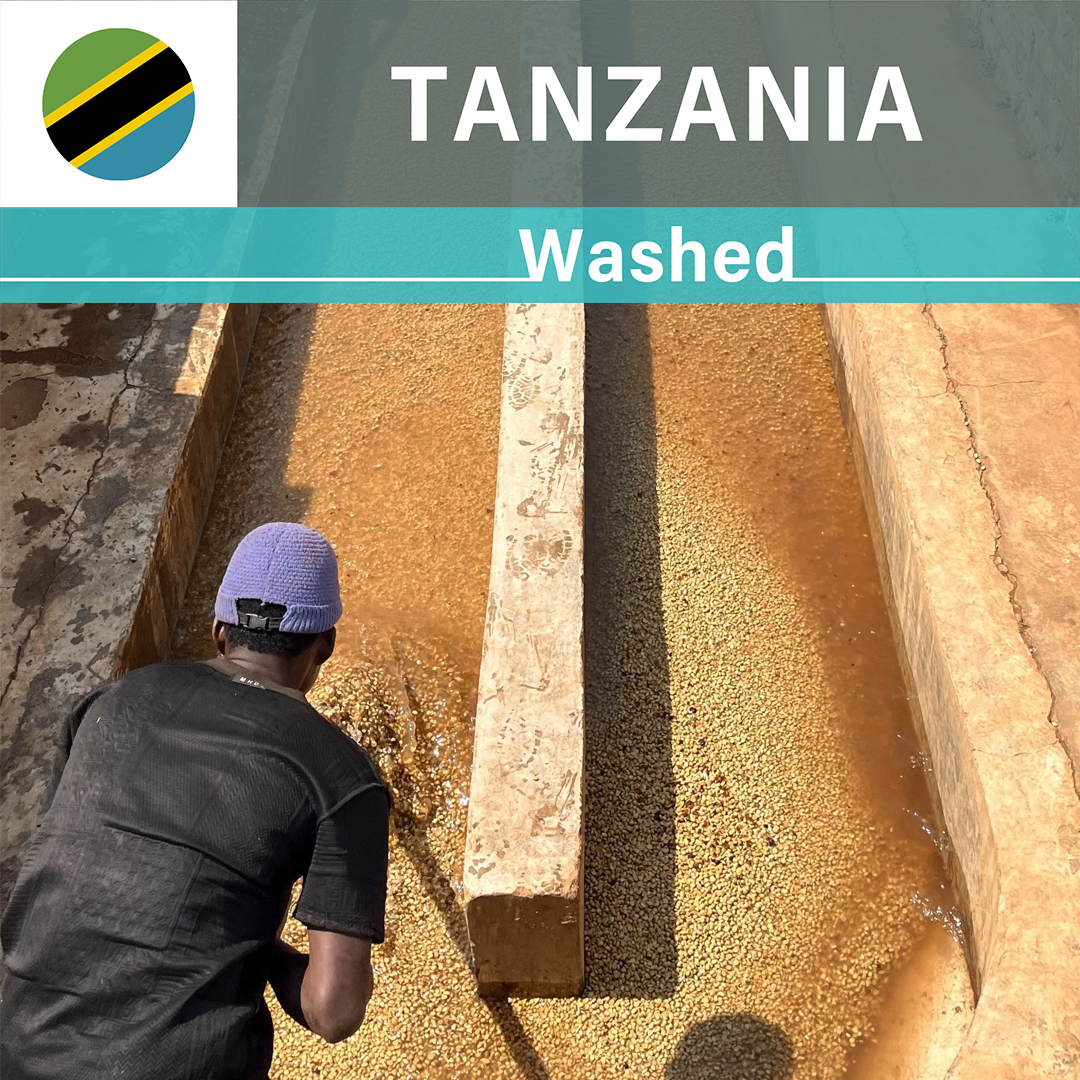 Tanzania Nsoga Washed(25/26年クロップ)