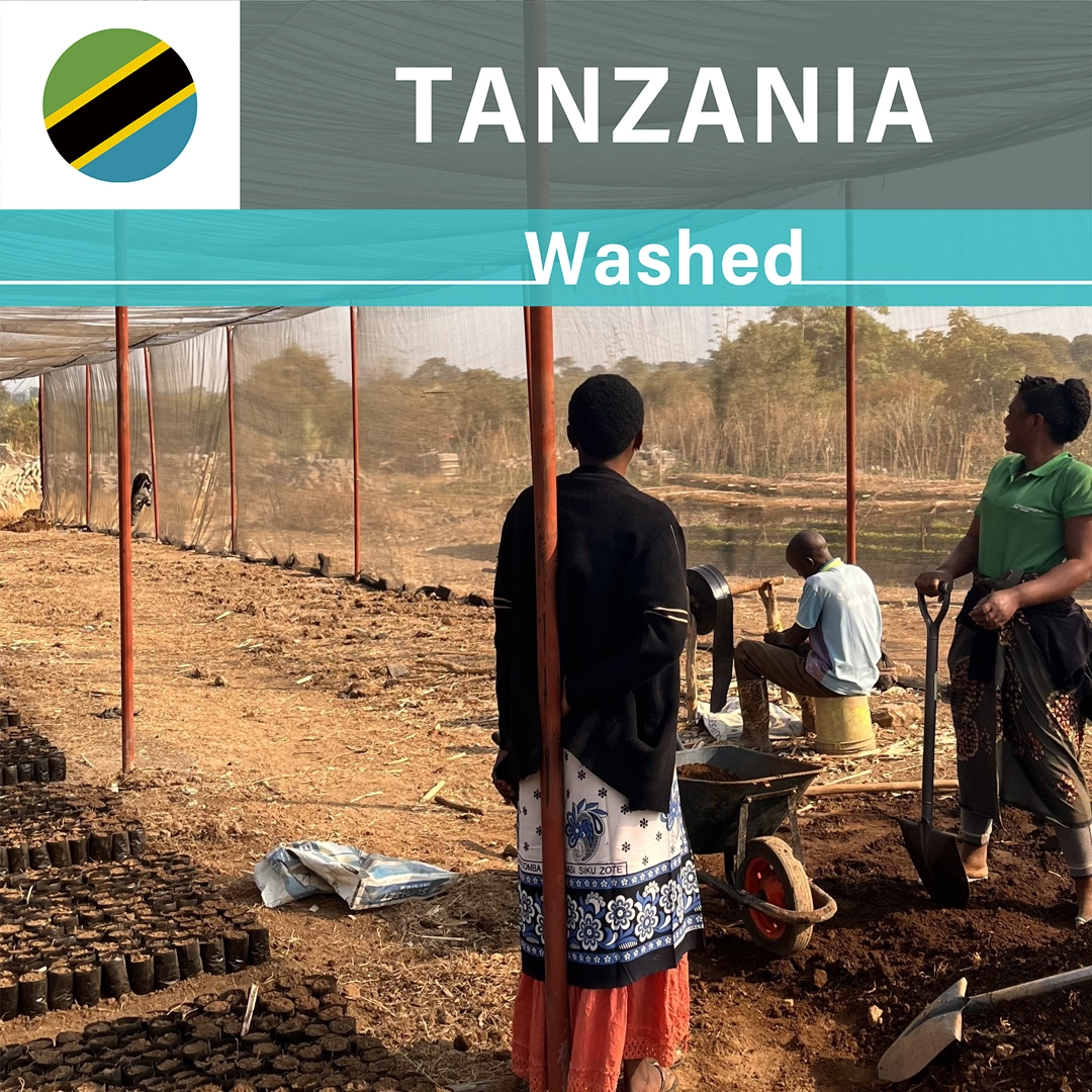 Tanzania Itumpi AA Washed(25/26年クロップ)