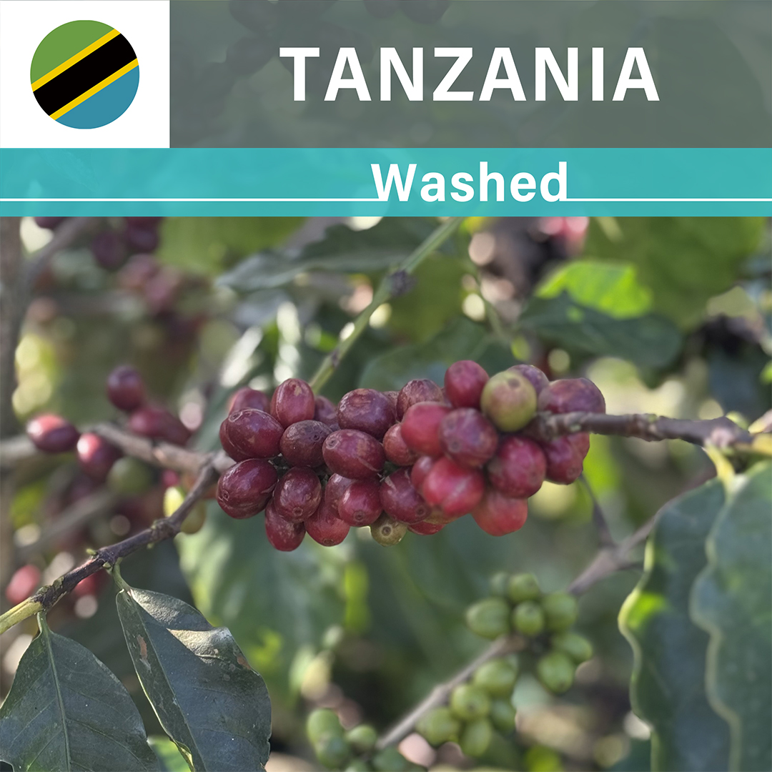 Tanzania Ngorongoro Oldeani Mrefu AB Washed(25/26年クロップ)