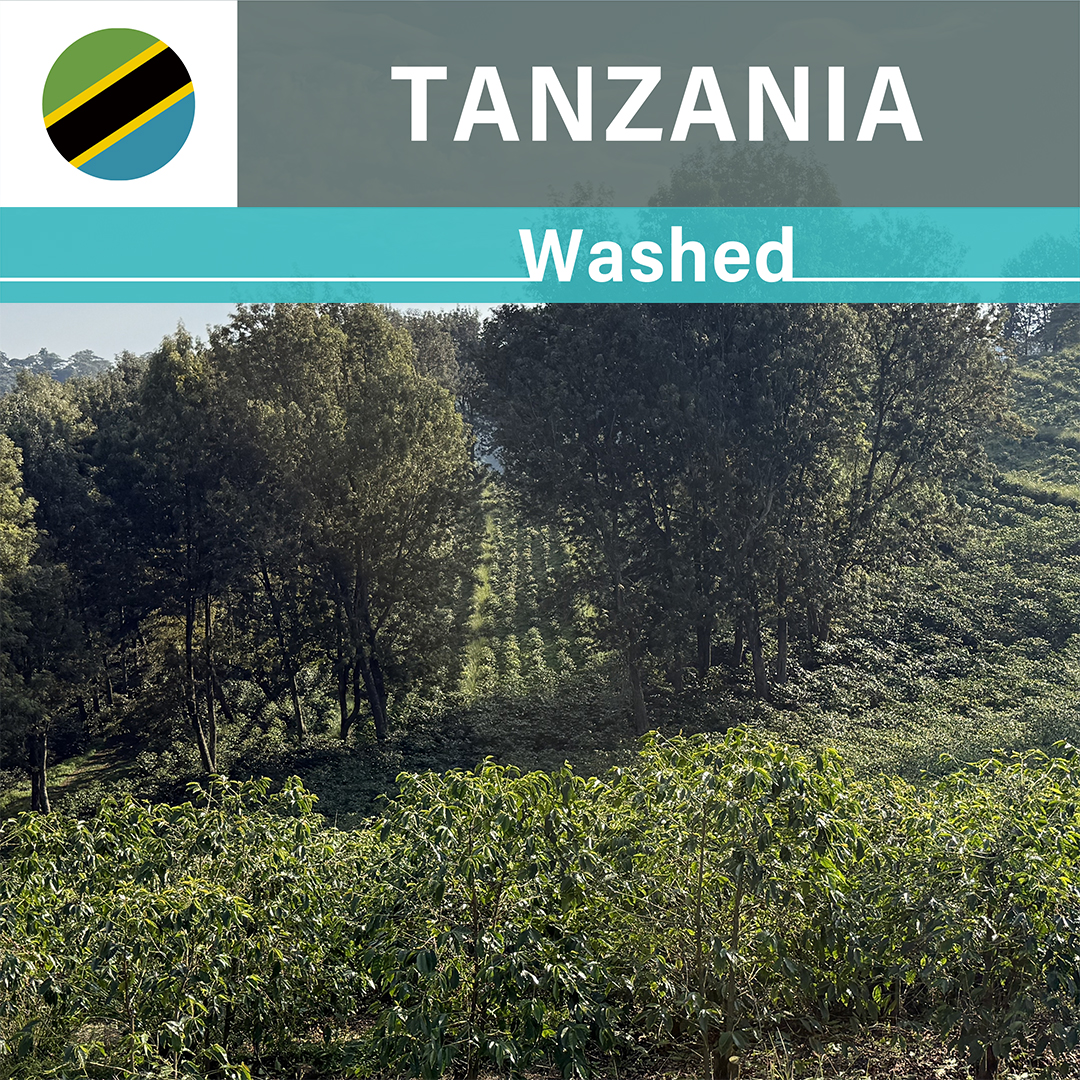 Tanzania Ngorongoro Oldeani Mrefu AA Washed(25/26年クロップ)