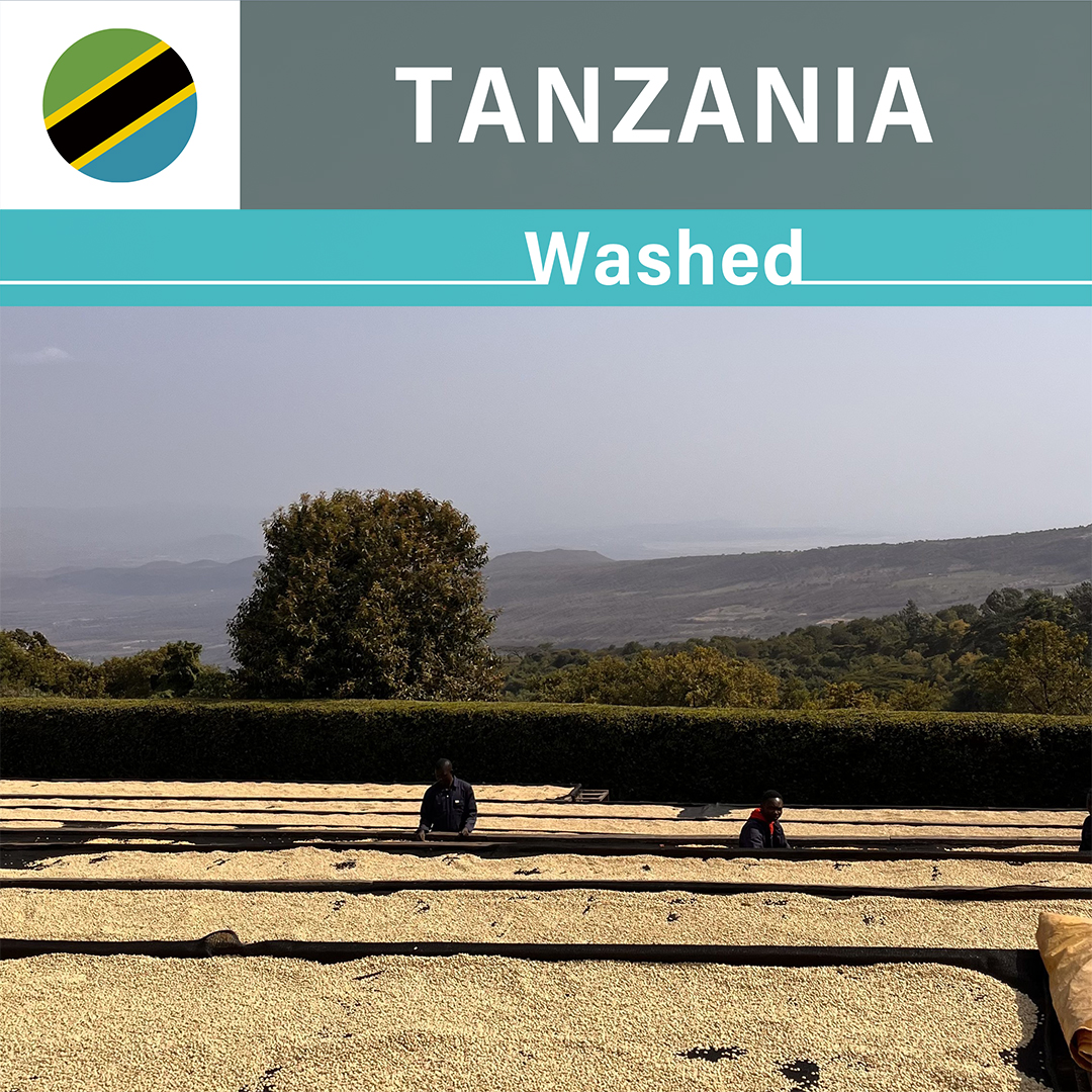 Tanzania Acacia Hills Kent AB Washed(25/26年クロップ)
