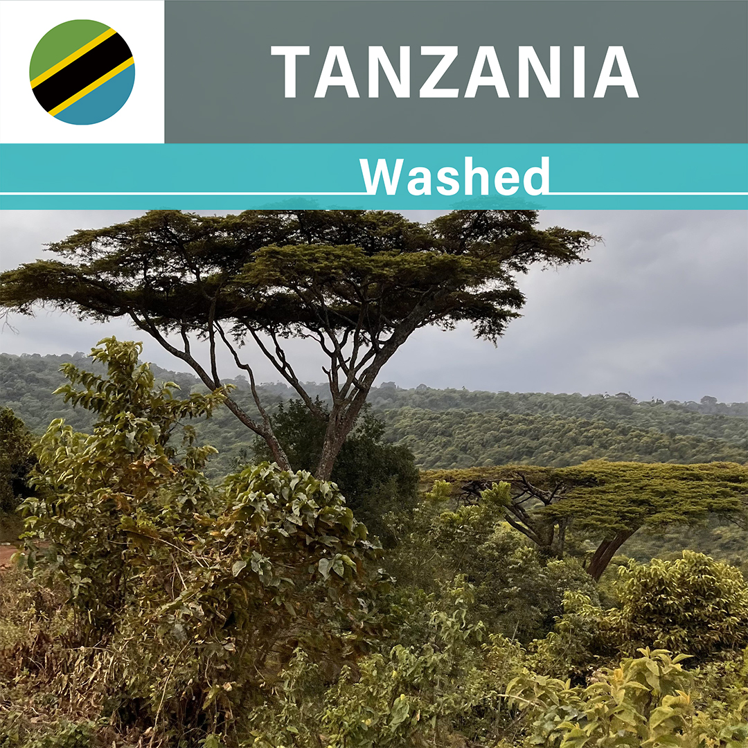 Tanzania Acacia Hills Kent AA Washed(25/26年クロップ)