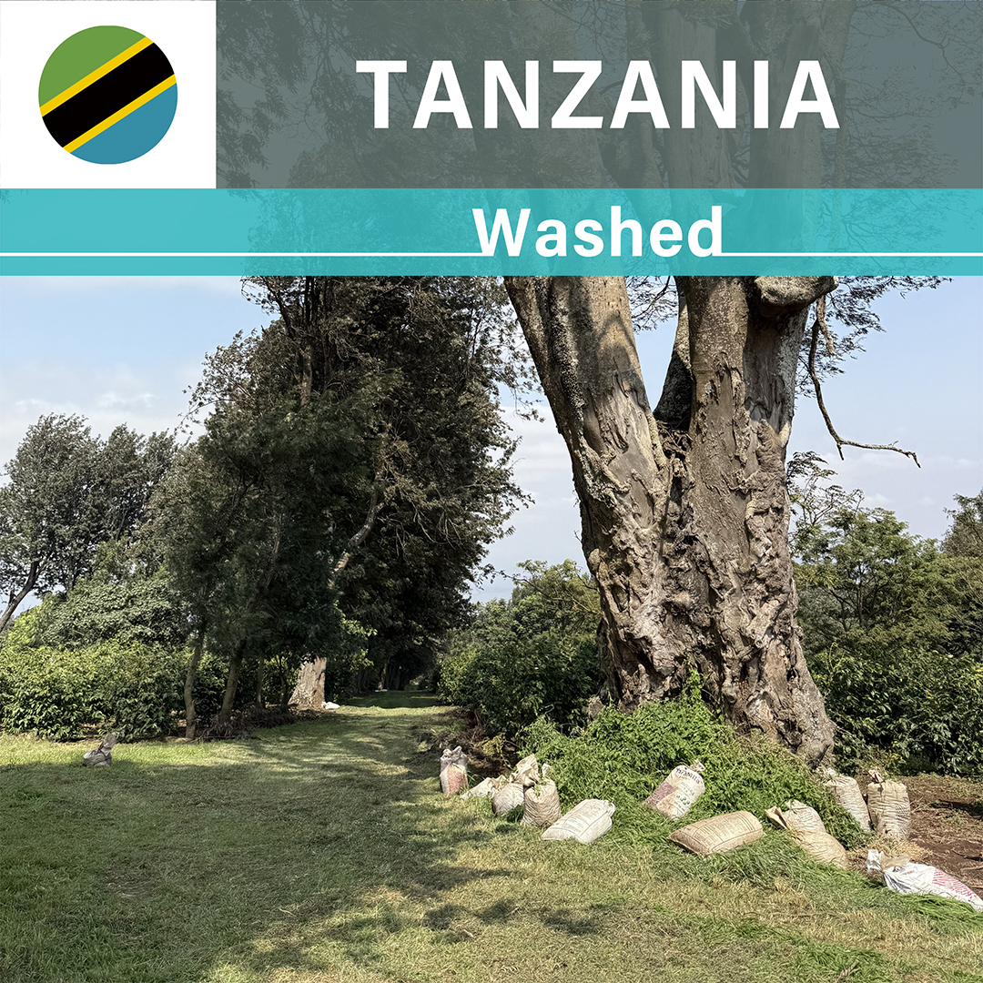 Tanzania Acacia Hills Kent PB Washed(25/26年クロップ)