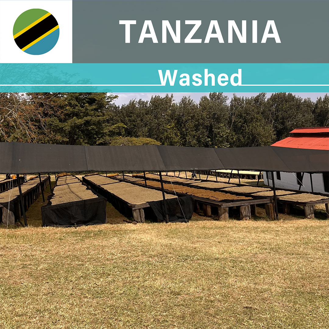 Tanzania Acacia Hills Castillo Washed(25/26年クロップ)