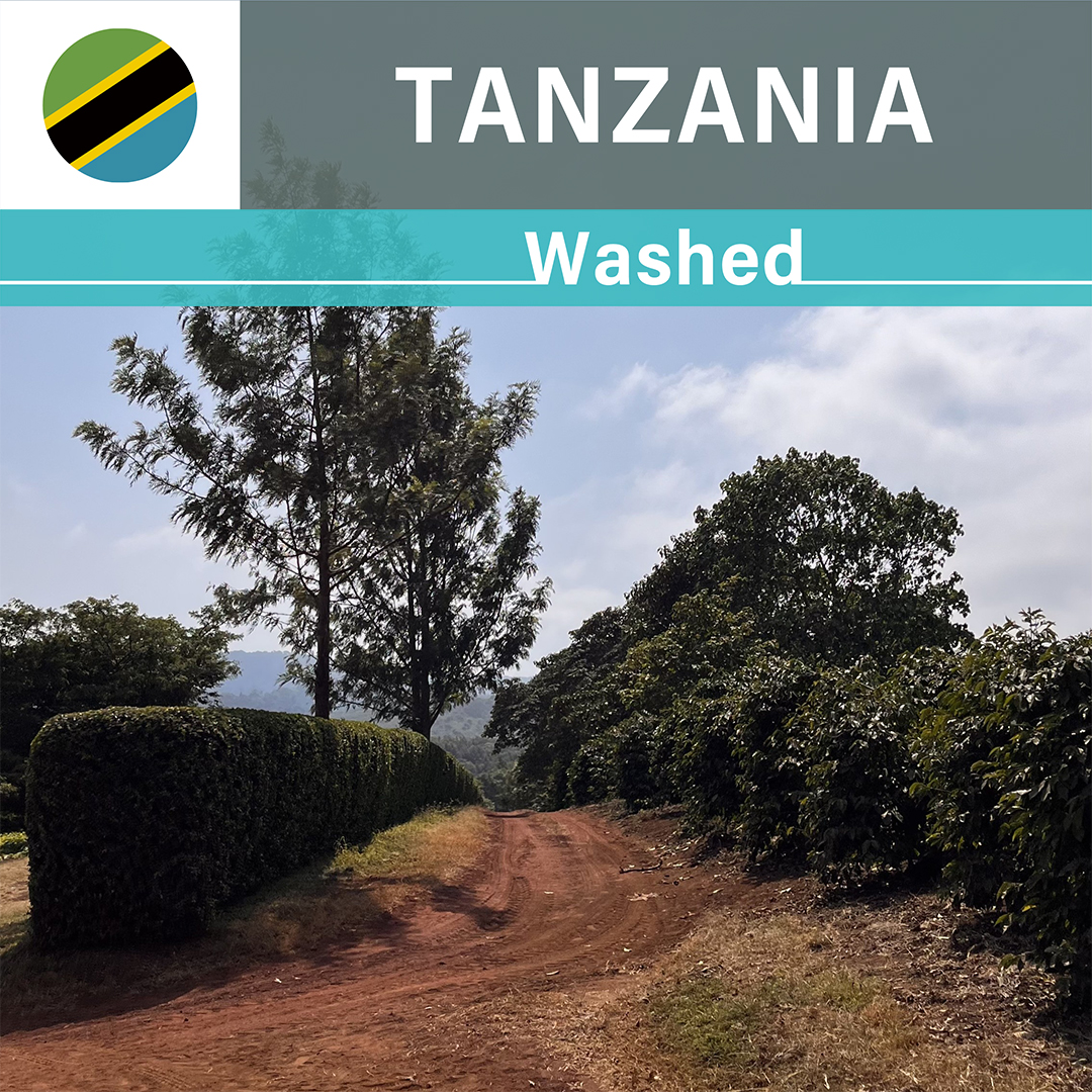 Tanzania Acacia Hills Pacamara Washed(25/26年クロップ)
