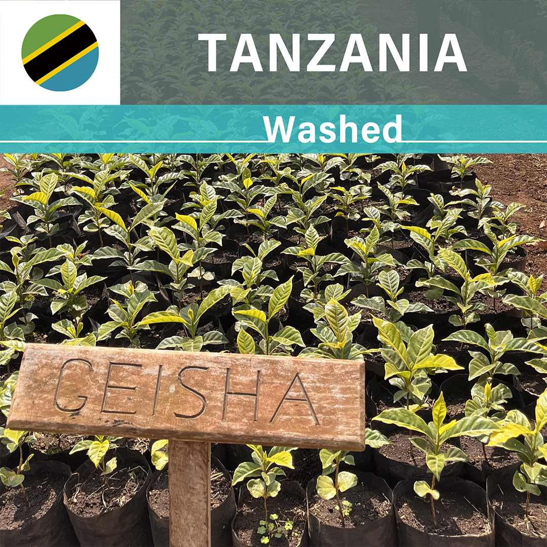 Tanzania Acacia Hills Geisha Washed(25/26年クロップ)