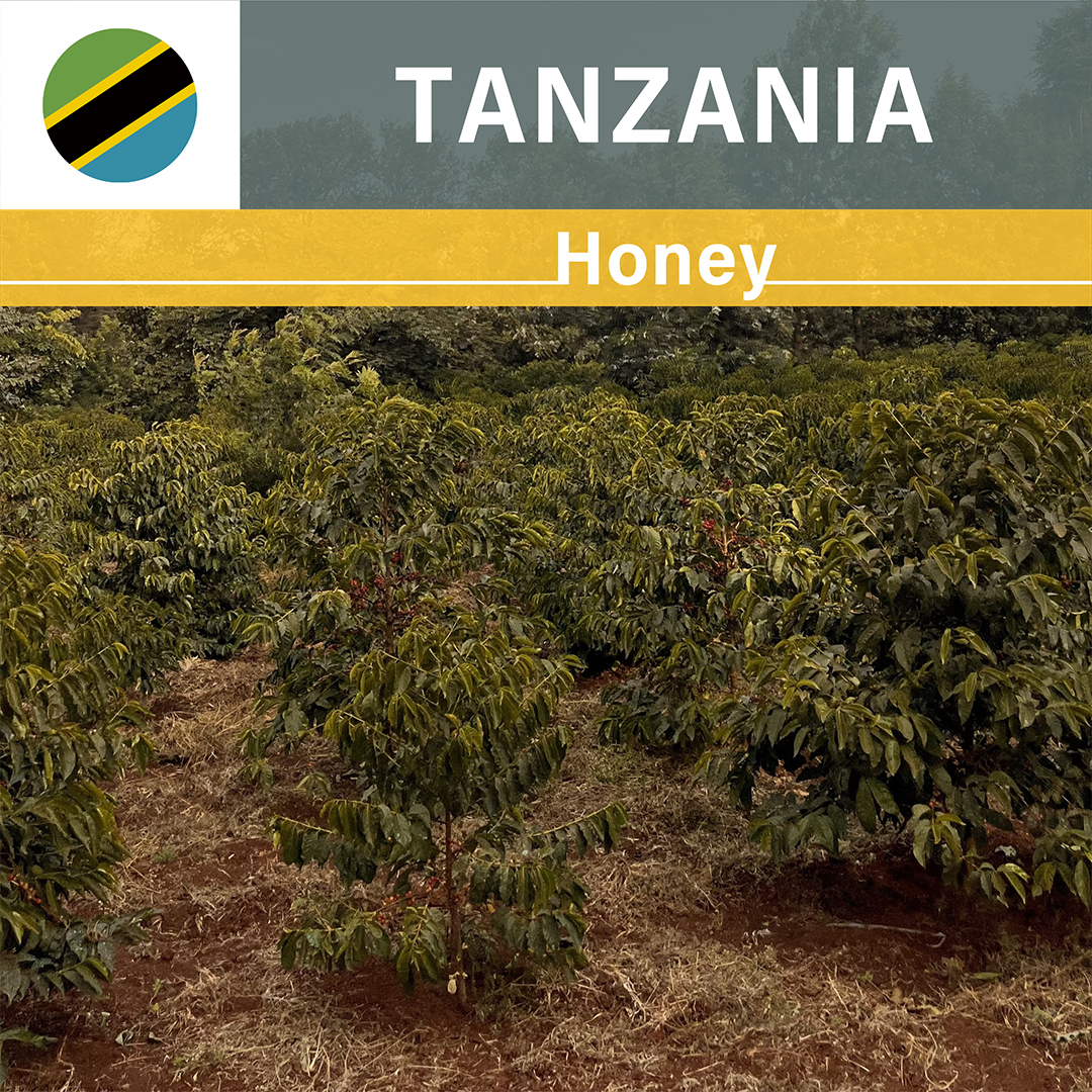 Tanzania Acacia Hills Kent AB Honey(25/26年クロップ)