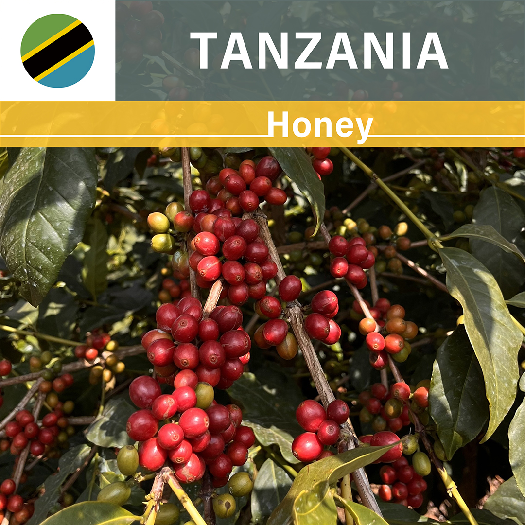 Tanzania Acacia Hills Kent AA Honey(25/26年クロップ)