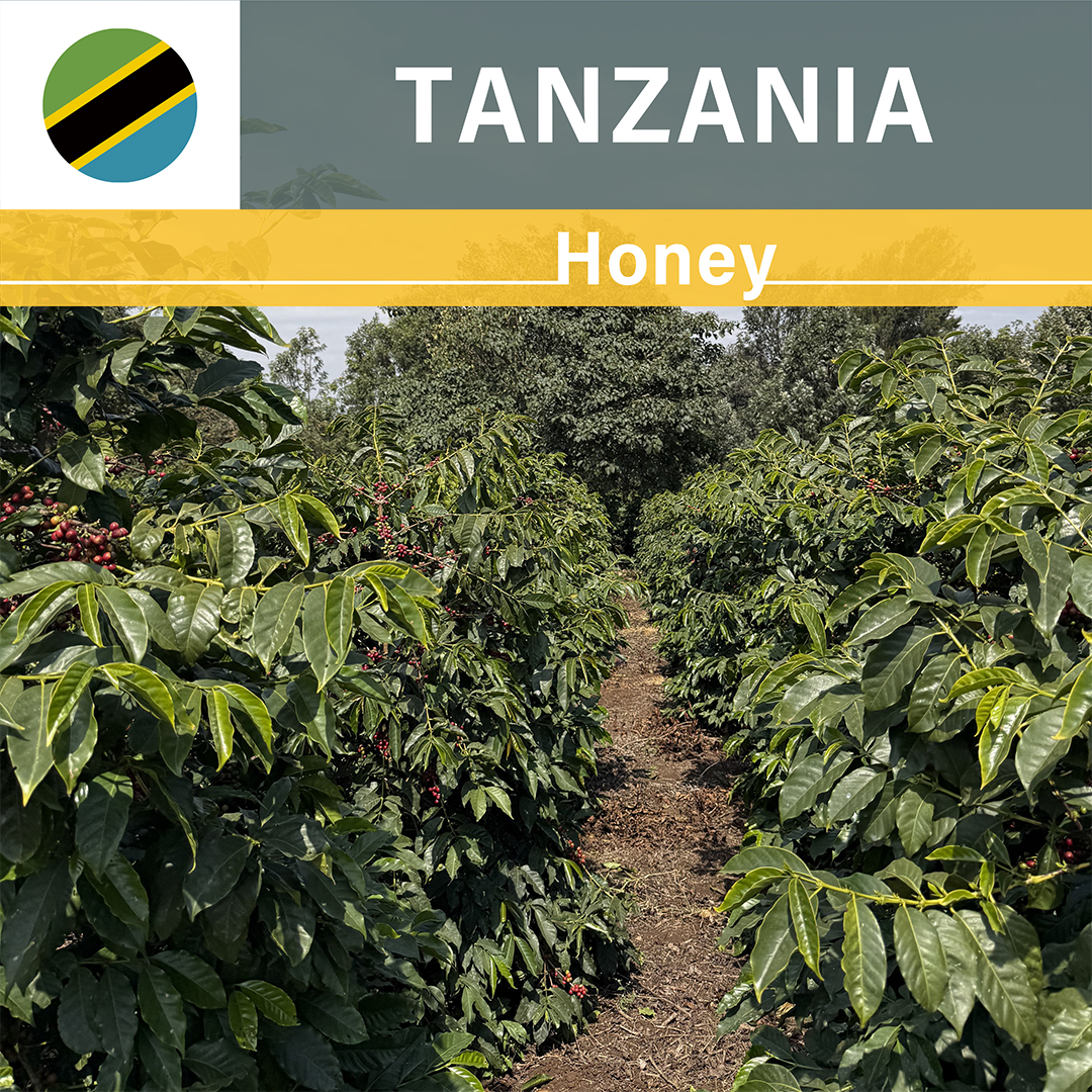 Tanzania Acacia Hills Kent PB Honey(25/26年クロップ)