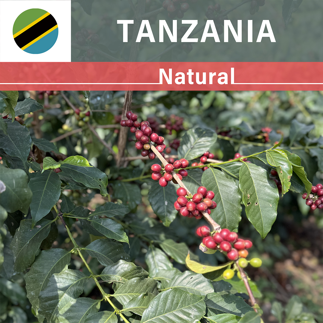 Tanzania Acacia Hills Natural AB/PB(25/26年クロップ)