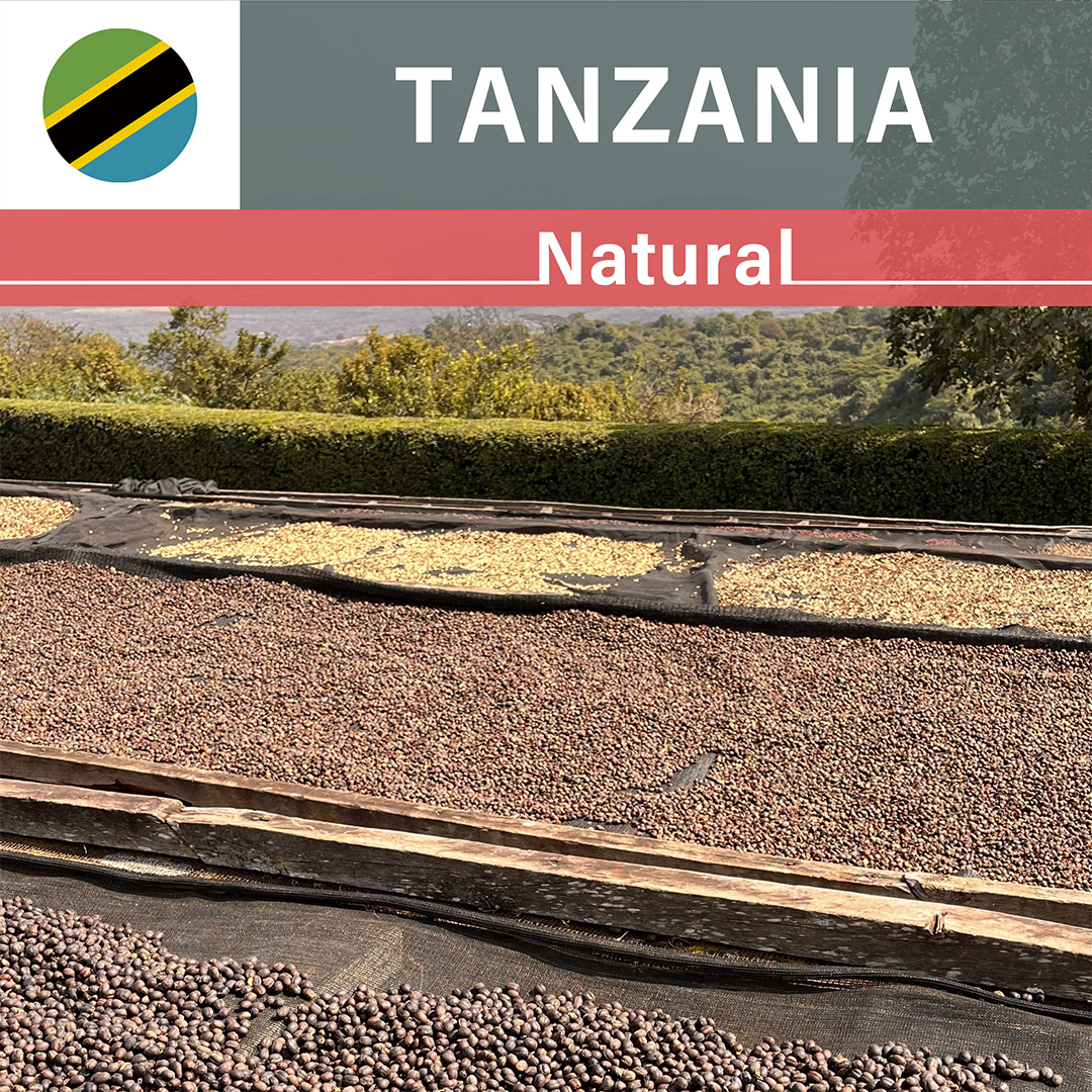 Tanzania Acacia Hills Natural AA(25/26年クロップ)