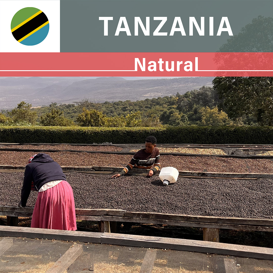 Tanzania Acacia Hills Pacamara Natural(25/26年クロップ)