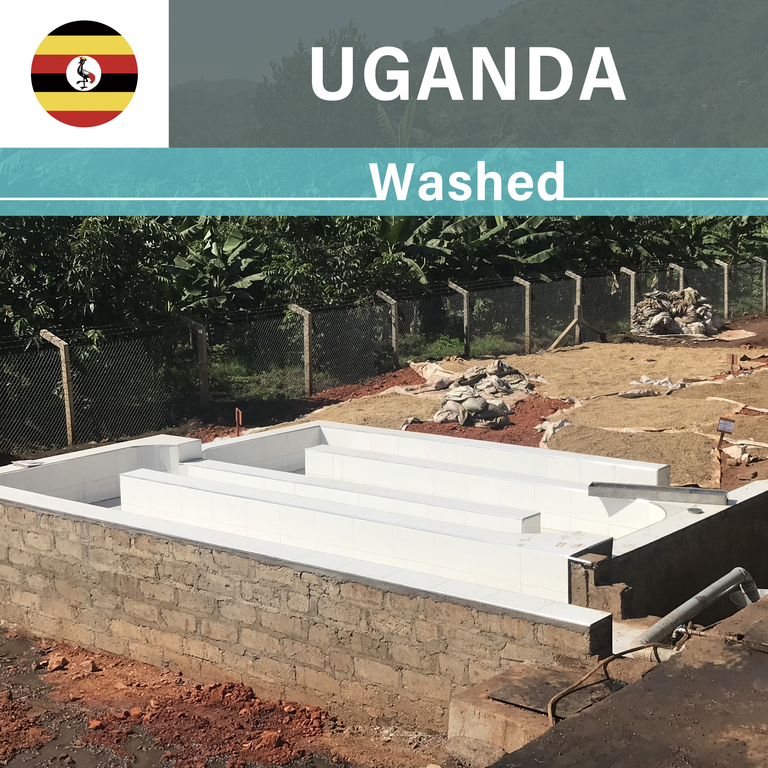 Uganda Bugoye WS Washed(22/23年クロップ)