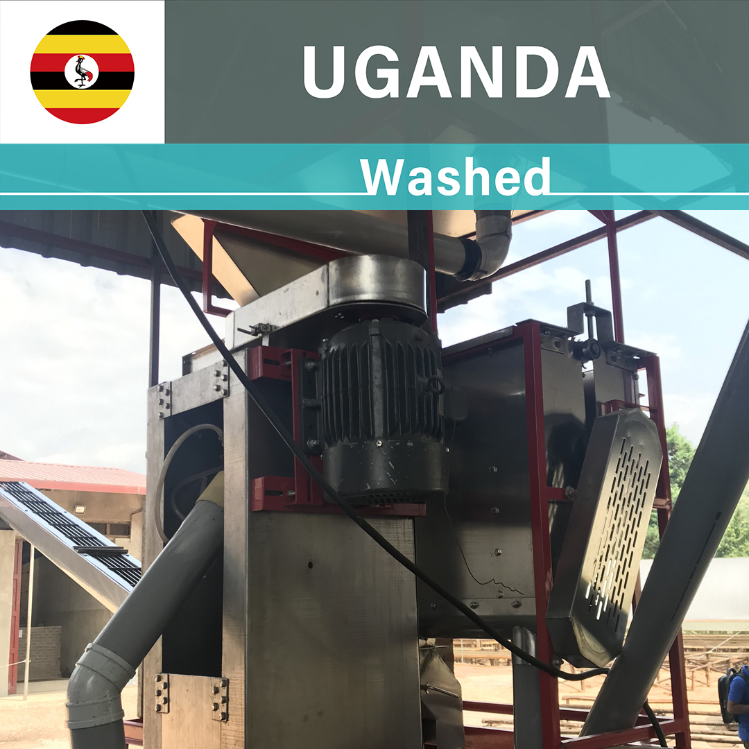 Uganda Kisinga Washed(23/24年クロップ)