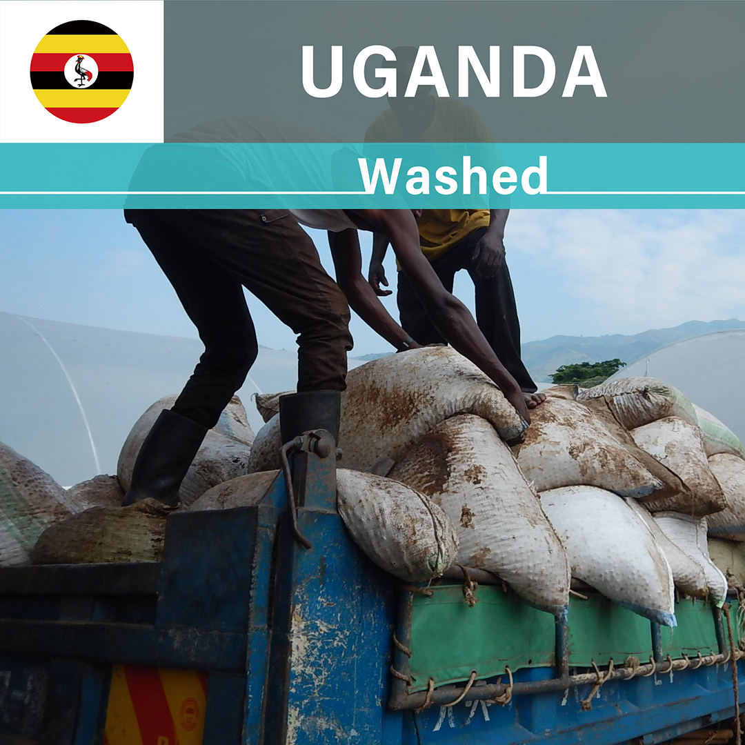 Uganda Bugoye Washed(23/24年クロップ)