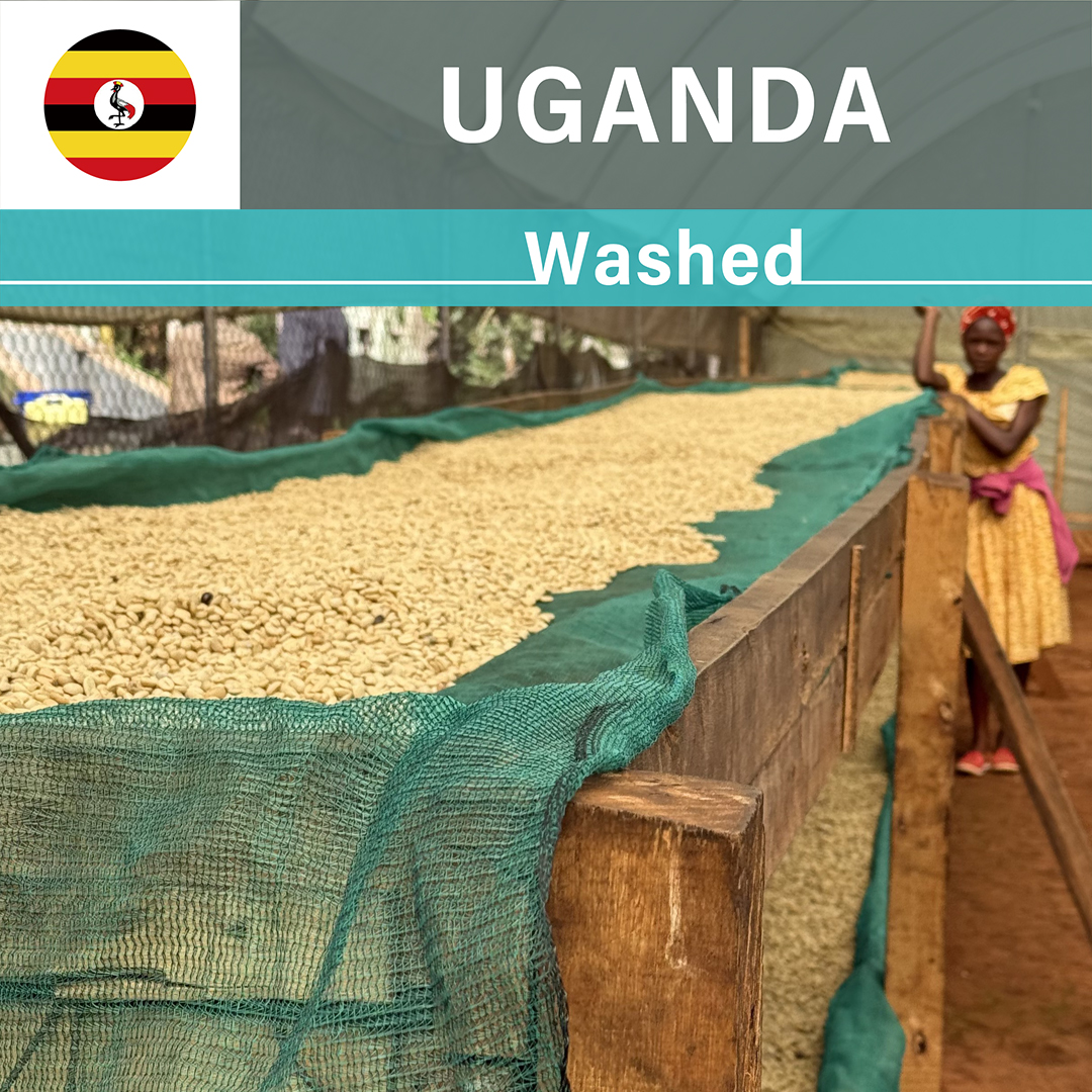 Uganda Bulambuli Washed(24/25年クロップ)