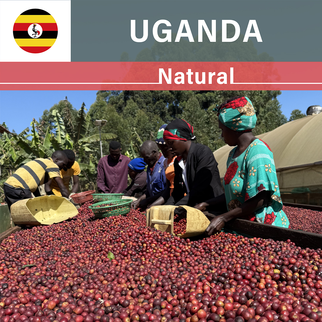 Uganda Bulambuli Natural(24/25年クロップ)