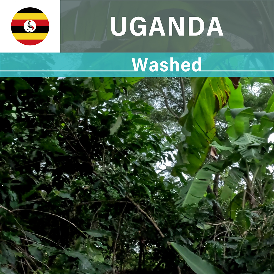 Uganda Nyabirongo Washed(24/25年クロップ)