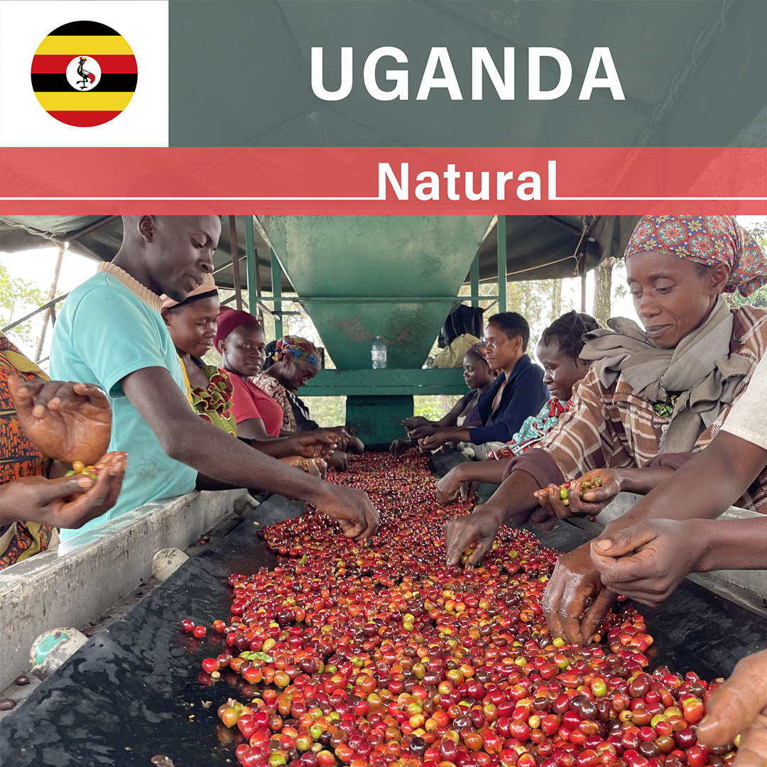 Uganda Nyabirongo Natural(24/25年クロップ)